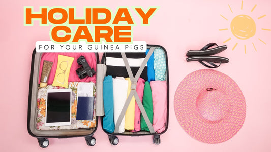 🧳 Holiday Care for Guinea Pigs: A Stress-Free Guide for You and Your Snuggle Crew
