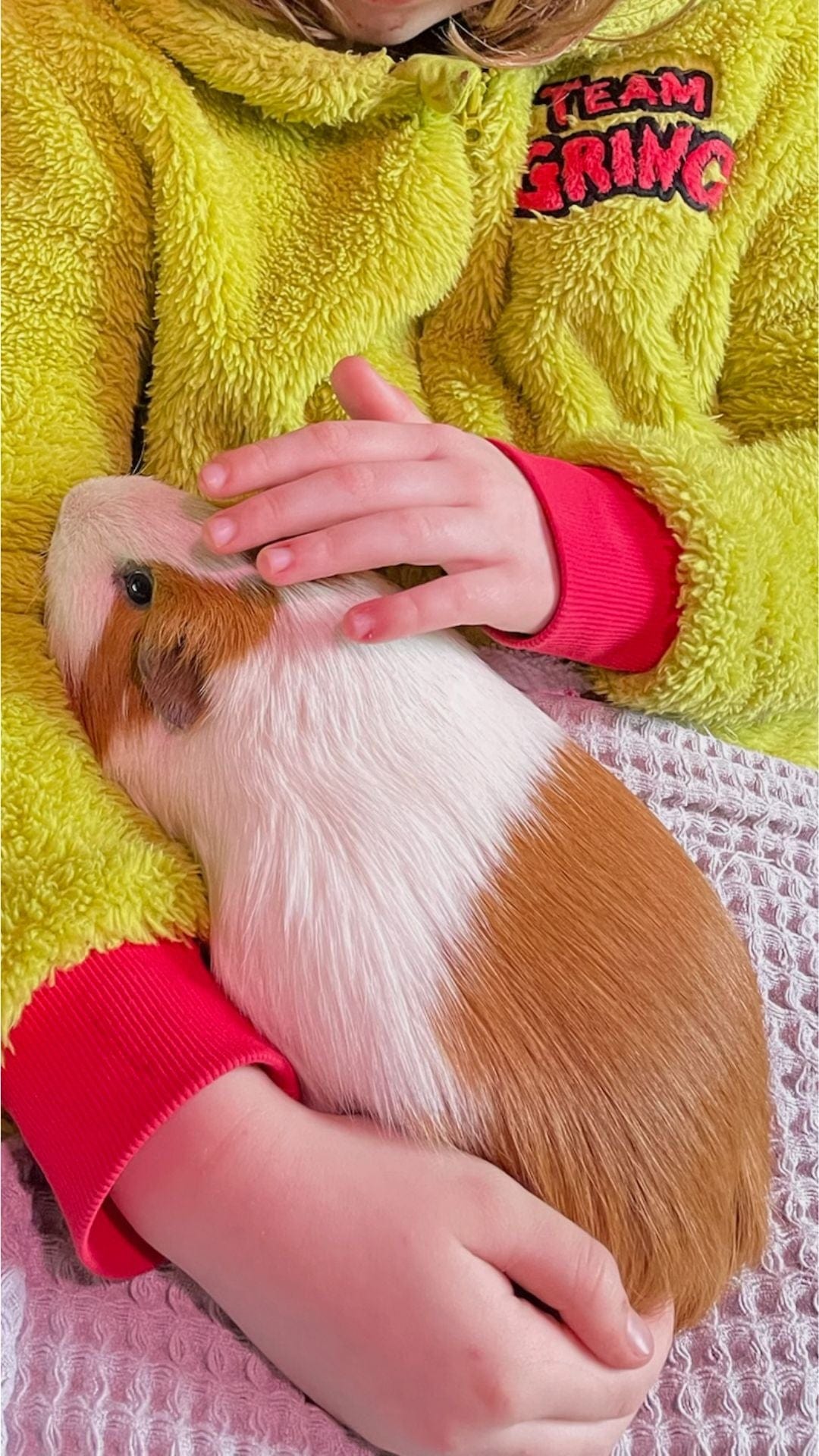 Amidst a moon-pale, textured backdrop, an enchanting brown and white guinea pig nestles dreamily in the lap of a caretaker draped in bright yellow fleece—like sunbeams illuminating a cozy crypt. Gentle, caring hands cradle and softly pet this little creature of the night, conjuring comfort and gothic-glam warmth for pampered paws.