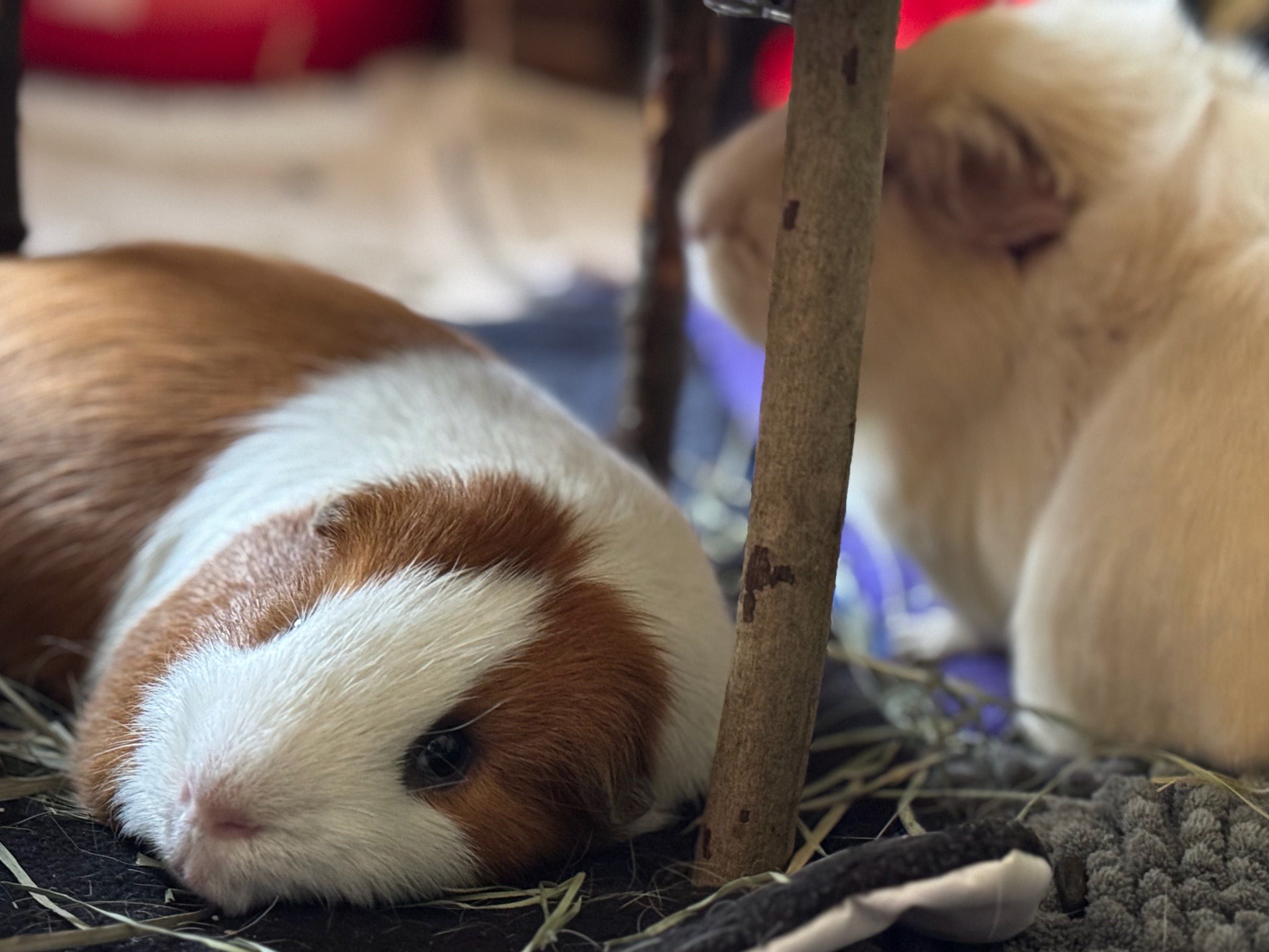 Beneath a shroud of hay, two charming guinea pigs lounge in gothic splendor. One, with a cloak of brown and white fur, gazes dreamily at the camera—mystic eyes aglow with mischief—while its companion, robed in soft white fur with just a hint of blush at the ear, perches close by in mysterious profile. Scattered wooden sticks and cozy bedding complete their whimsically spooky lair, fit for nocturnal snuggles and midnight misadventures.