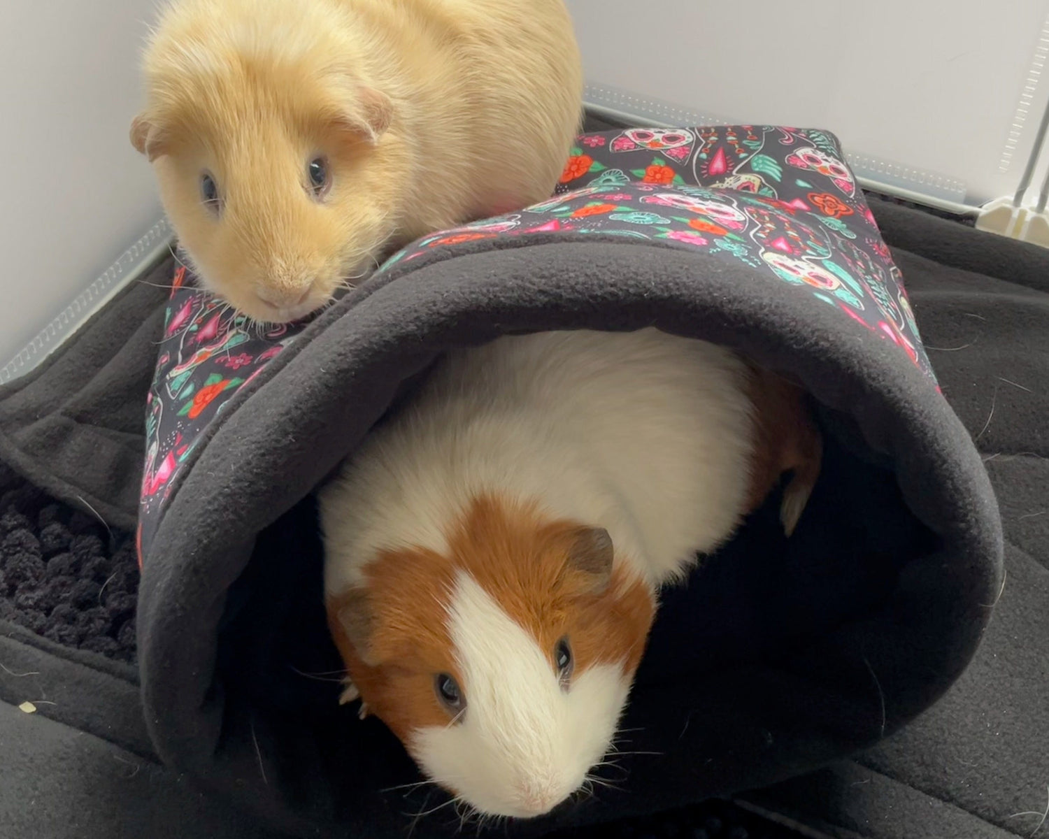 Two enchanting guinea pigs in gothic-glam fashion pose with a spellbinding tunnel. One dreamy, cream-hued pig sits regally atop the plush passageway, which boasts a kaleidoscope of midnight florals and whimsical patterns. Beside them, their moon-kissed companion—white with rich cocoa patches—peeks out shyly from the tunnel entrance, nestled on a shadowy velvet blanket like royalty awaiting adventure.