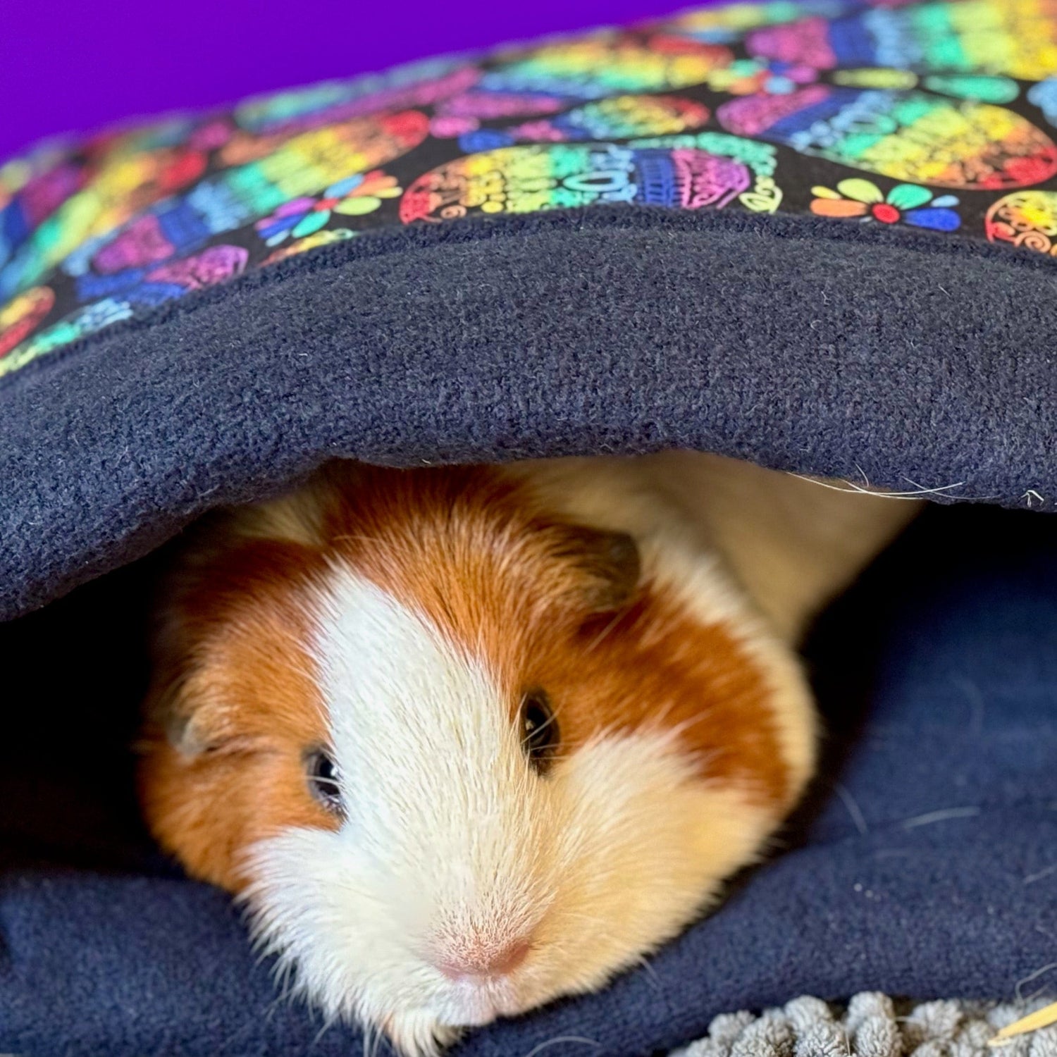 A mischievous little guinea pig, cloaked in white and brown fur, peeks out from beneath a midnight-blue blanket trimmed with enchanting swirls of color. The cozy lair glows against a bewitching purple backdrop, creating a scene fit for your favorite spooky-cute companion.