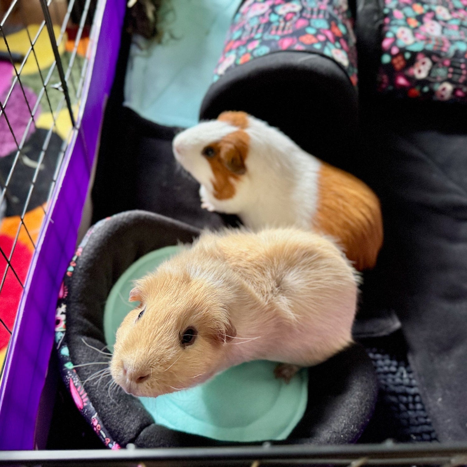 Two darling guinea pigs lounge in their cozy, pastel-hued abode dusted with plush bedding. The first, a tan-and-cream floof with wide, wonderstruck eyes, gazes up as if awaiting a midnight treat. Just behind, her companion—a white and chestnut charmer—nestles beside a mysterious black tunnel draped in gothic florals. The scene is equal parts enchanting and adorable, perfect for lovers of spooky sweetness and small animal whimsy.