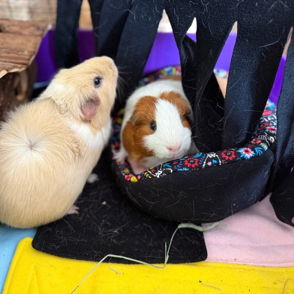Two guinea pigs sprawl on plush fleece; one peeks from a gothic floral hut. Snuggle up with our Blooms & Bones Bundle—30% off!.