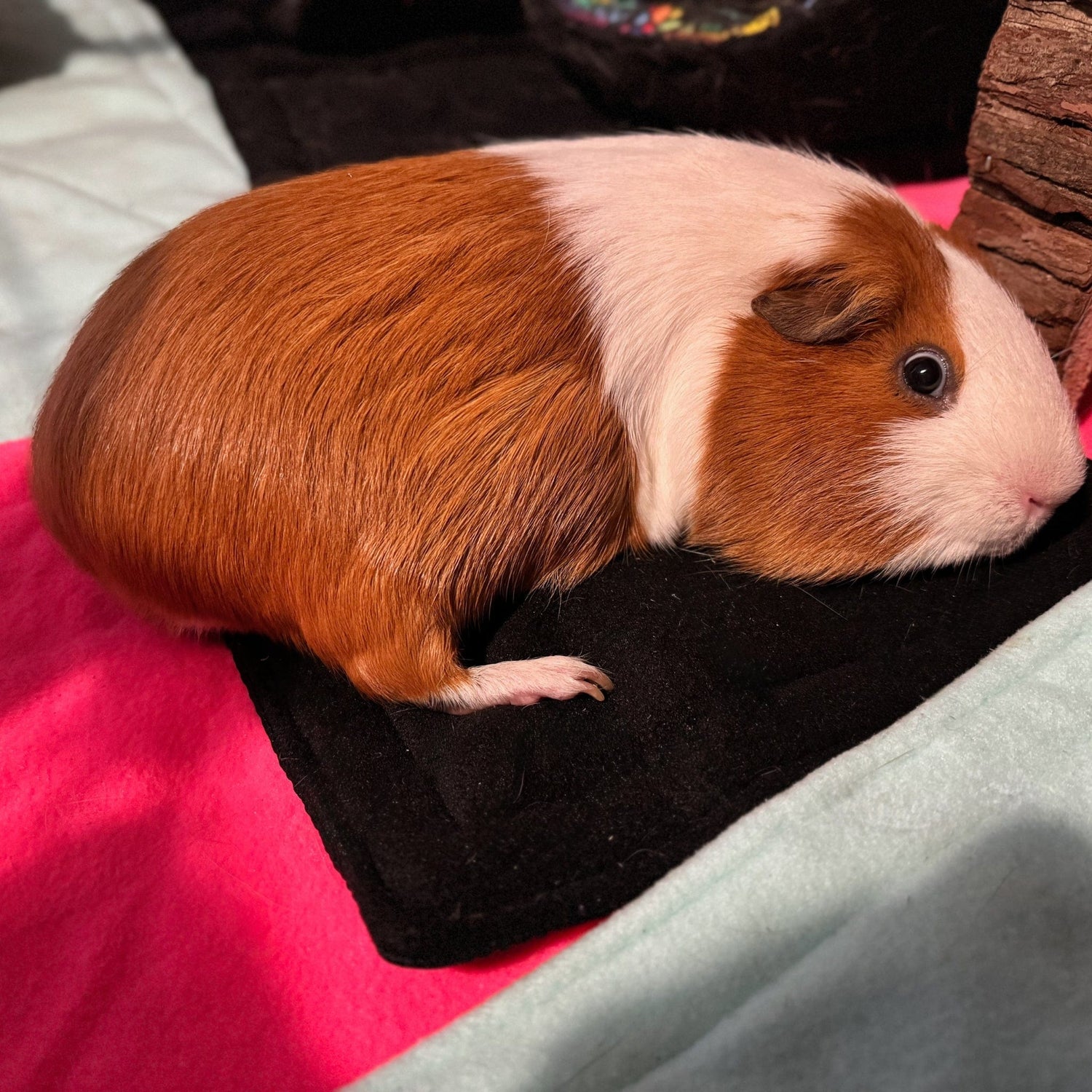 A charming brown and white guinea pig perches atop a plush blanket woven with midnight black, pastel pink, and moonlit blue, conjuring gothic glam vibes. Nestled beside a weathered wooden perch, this little familiar embodies cozy cuteness—perfect for small pets who dream of magical midnight snuggles.
