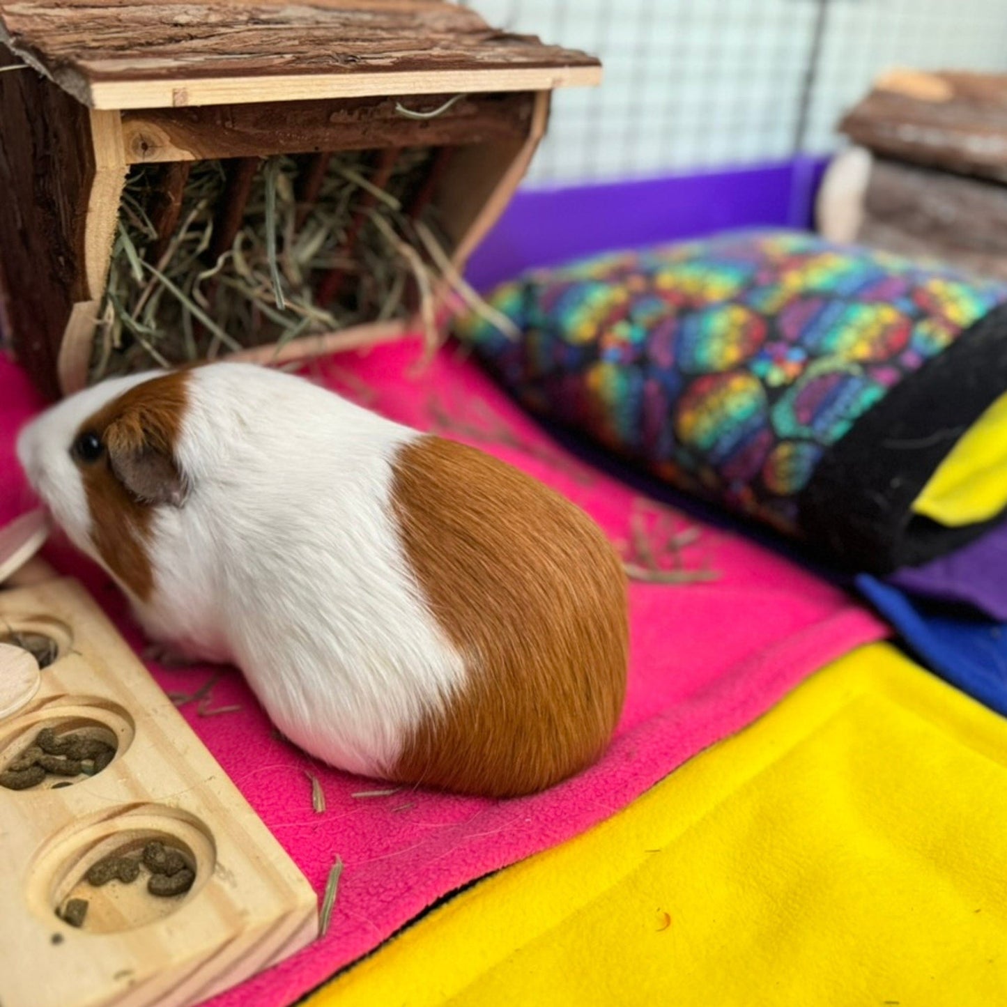 A brown and white guinea pig, looking charmingly bewitched, perches atop Frightful Fiesta Matching Pee Pads—hauntingly convenient in vivid purples, greens, and playful bats—crafted with a luxe Zorb® Silvadur™ core for spellbinding absorbency. Nearby lurk a hay feeder and spooky puzzle feeder within a cozy, gothic-organized pet palace. Perfect for ghoulish glam cleanup!.