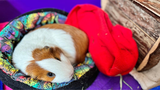 10 Essential Tips to Keep Your Guinea Pigs Cool and Comfortable This Summer!