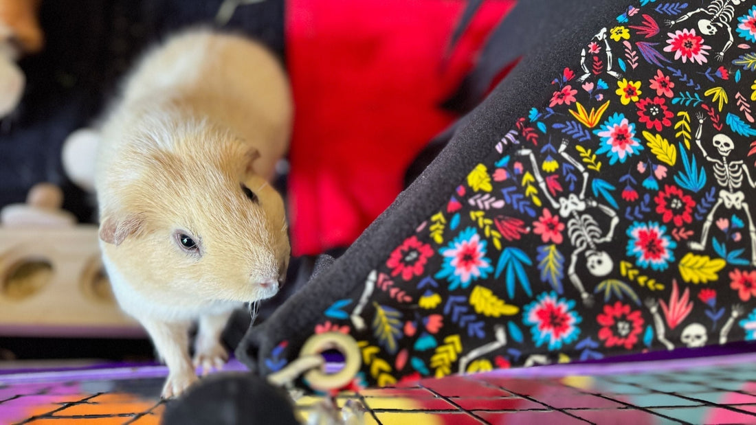 Coping with the Death of a Guinea Pig: Losing a Much-Loved Pet