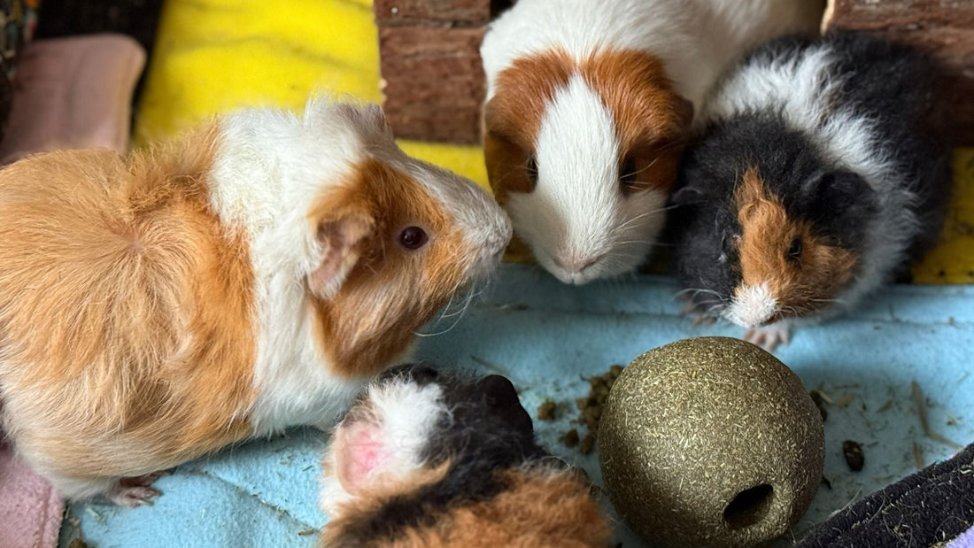 Introducing New Guinea Pigs to a Single Boar: How We Did It, Step by Step