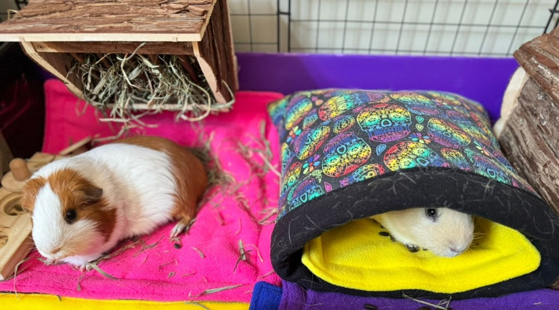 The Ultimate Guide to Spot Cleaning Your Guinea Pig Cage (in Just 2 Minutes!)