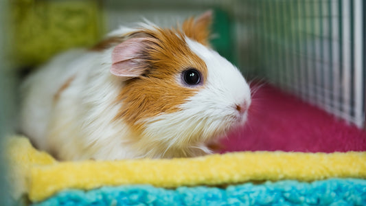 Ultimate Guide to Fleece Liners for Guinea Pigs: Comfort, Cleanliness, and Happy Pets!