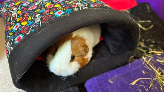 Snuggle Sacks for Guinea Pigs: The Secret to Cosy, Happy Piggies