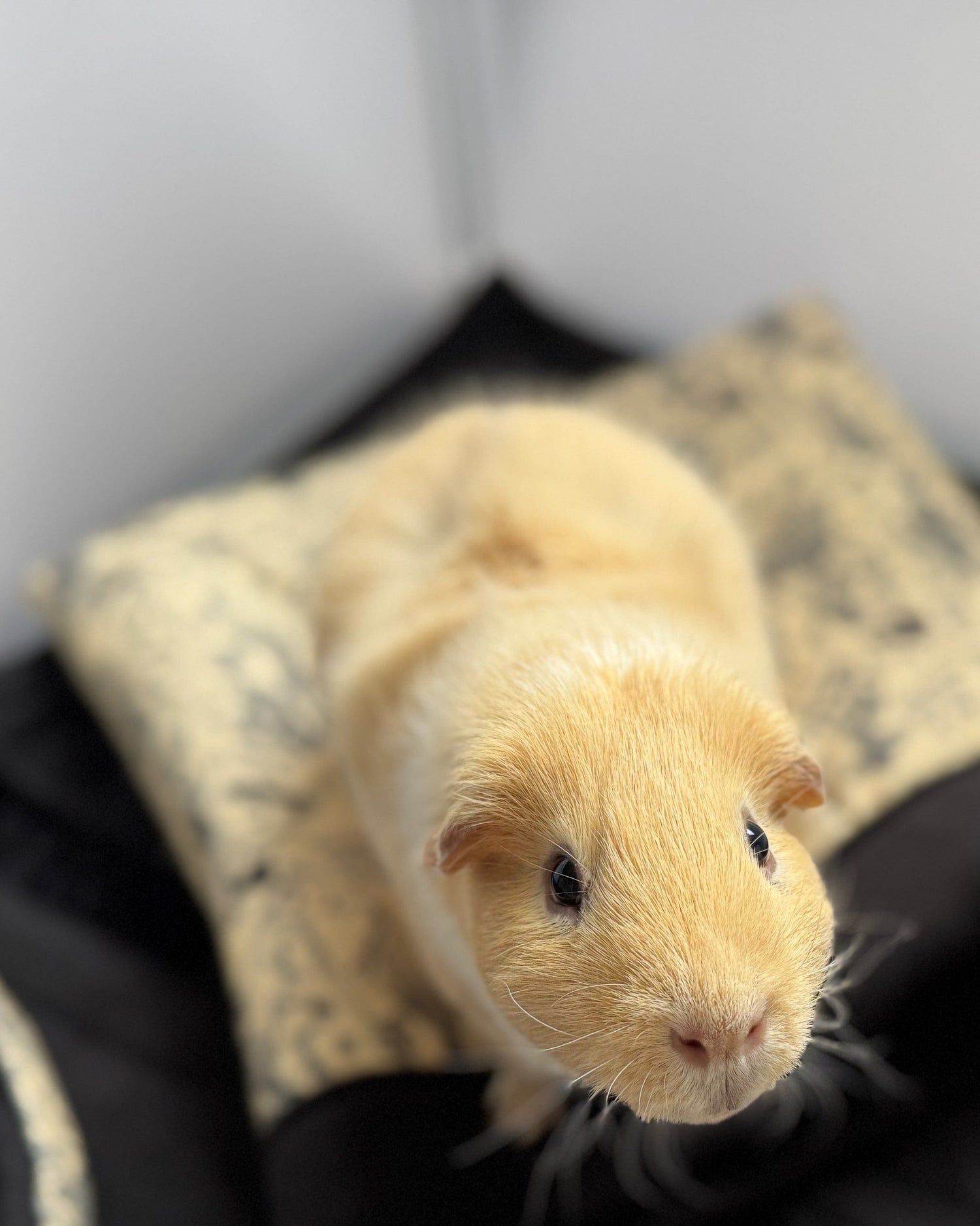 A whimsically gothic light brown guinea pig, with enchanting dark eyes like polished onyx, gazes up adoringly from a plush, patterned cushion of beige and midnight black. The velvety backdrop blurs into a dreamy haze, highlighting this tiny creature’s cozy elegance—perfect for pets with a flair for spooky-cute style.