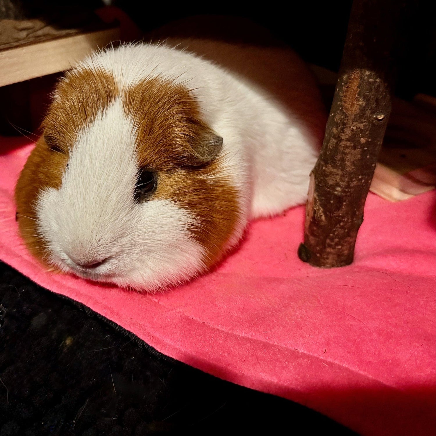 A sweet guinea pig with ghostly white and caramel-swirled fur lounges on a luxuriously bright magenta fleece blanket, beside an enchanting little wooden stick—her tiny paws curled as she gazes serenely into the camera, like a gentle familiar awaiting midnight mischief.