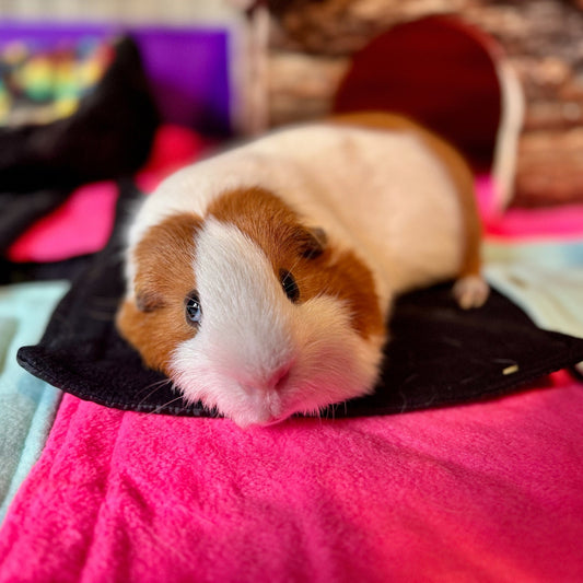 A charming brown and white guinea pig lounges atop a jet-black fleece pad adorned with gothic flair—spooky style meets cozy comfort! The plush, washable pee pad hides secret absorbent layers beneath its midnight surface, banishing messes like magic. In the moonlit shadows behind, a wooden hidey house awaits mysterious adventures. Our little companion gazes curiously at the camera, ready for both mischief and snuggles in their gothic-glam lair.