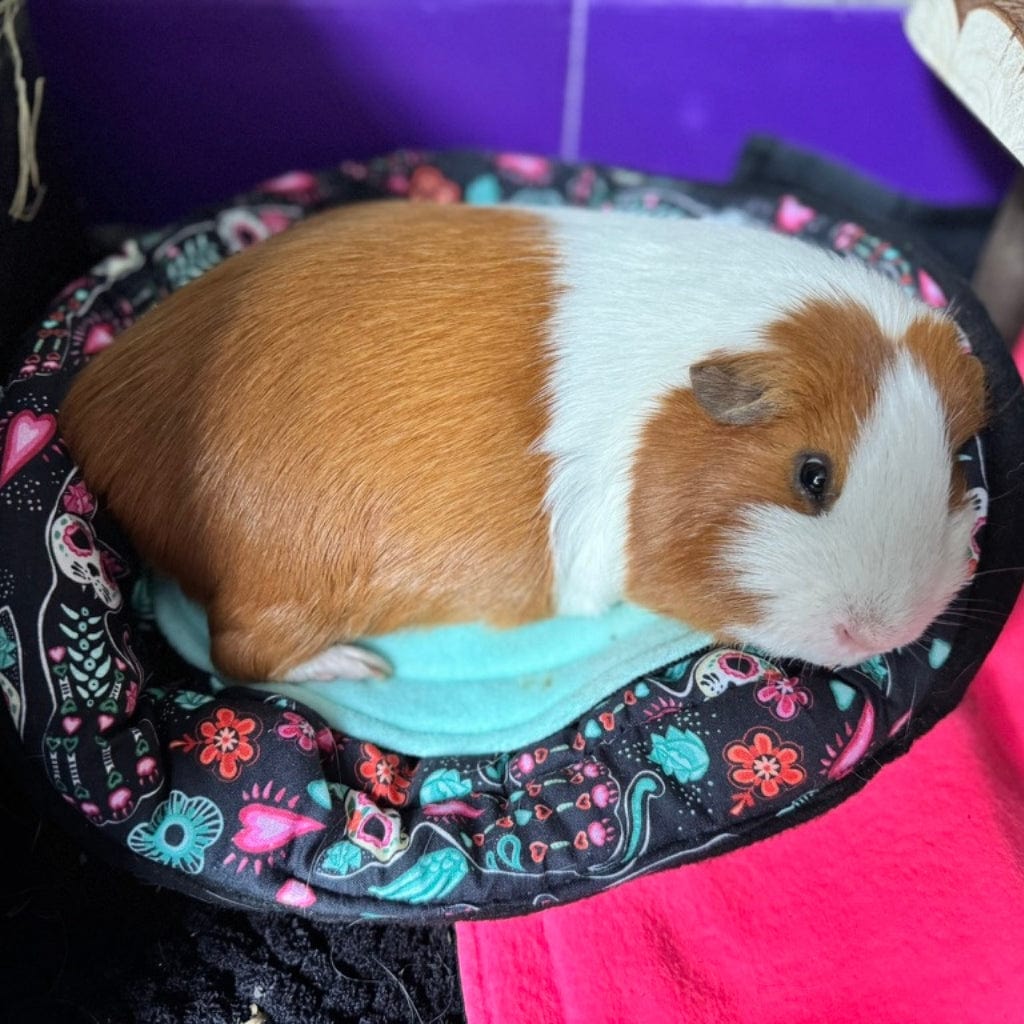 A brown and white guinea pig lounges on a gothic-glam Catrina bed of blue, black, and pink, cloaked in a bewitching purple haze.