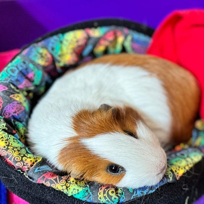 A cozy brown and white guinea pig lounges in gothic-glam, plush red and purple fleece—spooky-cute comfort in the Fiesta Bundle.