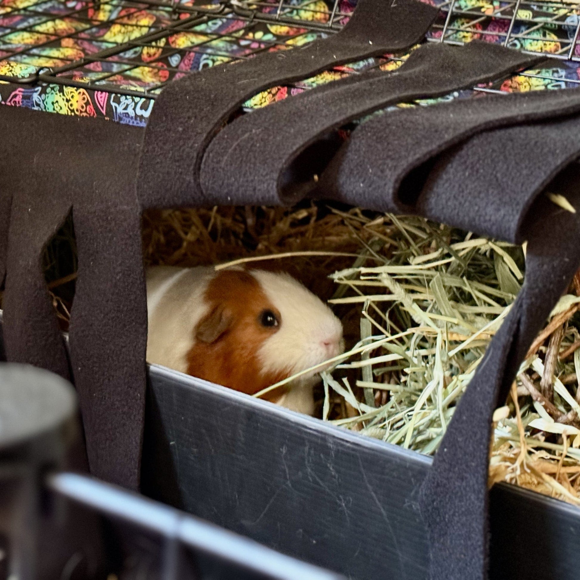 A brown and white guinea pig peeks out from beneath a draping, gothic-glam Frightful Fiesta Fleece Forest cover, its silky fur glowing amid a nest of golden hay. Above, the cage is crowned with vivid Sugar Skull cotton fabric—a riot of spooky-cute skulls and blooms in jewel tones—casting playful shadows over the cozy, hauntingly adorable hideaway.