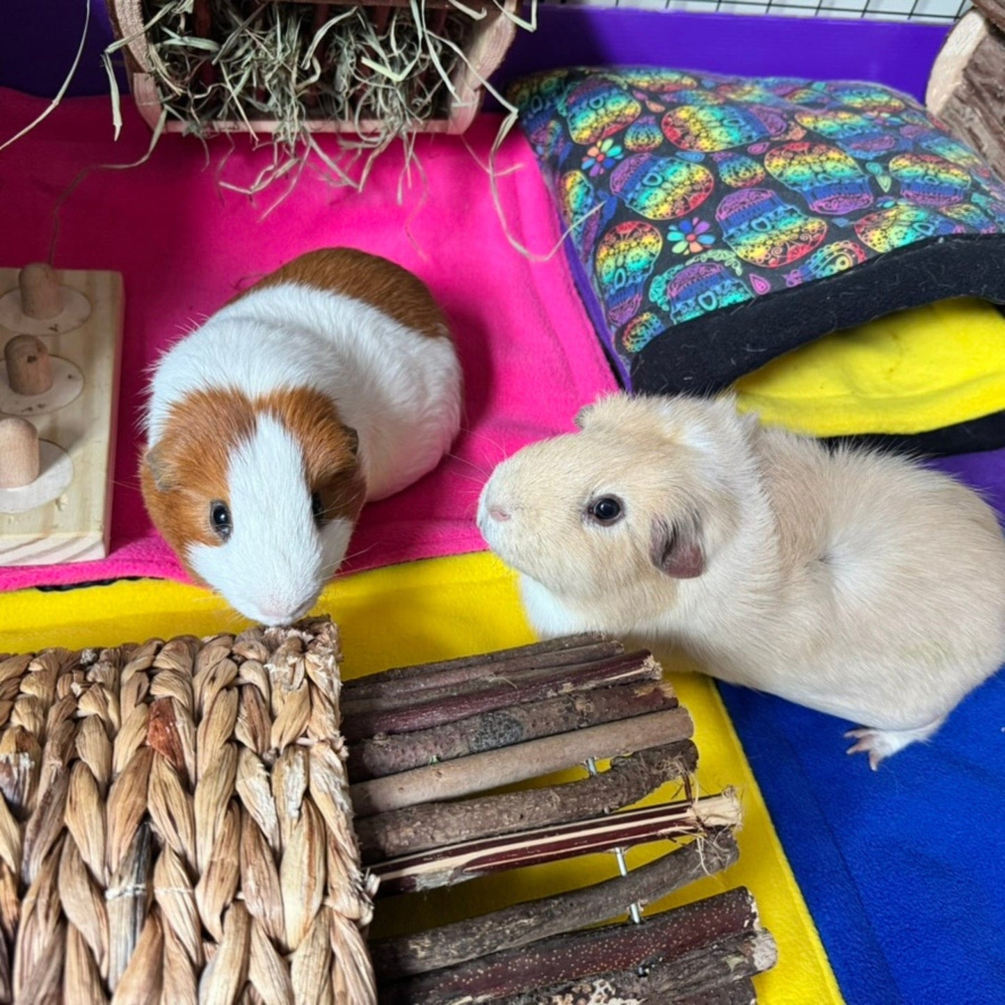 Two enchanting guinea pigs lounge atop vibrant, jewel-toned fleece bedding, surrounded by playful toys and a gothic hay feeder. Their cozy lair is adorned with Frightful Fiesta Matching Pee Pads—boldly patterned in spooky-cute shades of midnight purple, moonlit teal, and pumpkin orange—bringing a whisper of haunted glam to everyday comfort. Perfect for whisking away cleaning woes while your little familiars relax in mystical style.