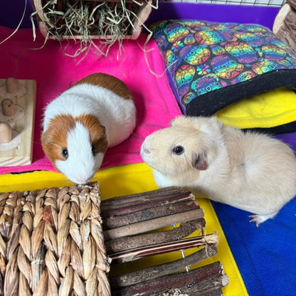 Two enchanting guinea pigs lounge atop vibrant, jewel-toned fleece bedding, surrounded by playful toys and a gothic hay feeder. Their cozy lair is adorned with Frightful Fiesta Matching Pee Pads—boldly patterned in spooky-cute shades of midnight purple, moonlit teal, and pumpkin orange—bringing a whisper of haunted glam to everyday comfort. Perfect for whisking away cleaning woes while your little familiars relax in mystical style.