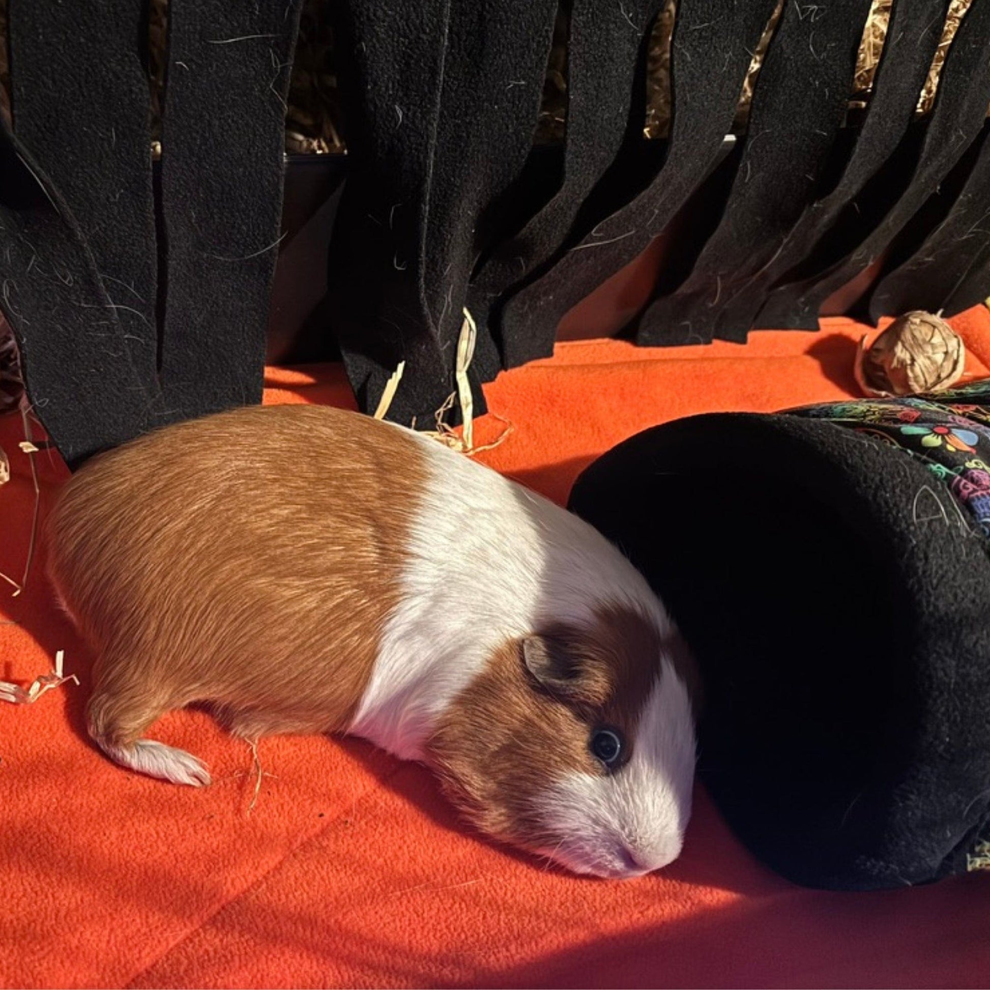 A charming brown and white guinea pig reclines like a gothic prince atop a pumpkin-orange blanket, nestled beside a midnight-black “Frightful Fiesta” tunnel and coordinating pee pads adorned with mystical Zorb Silvadur lining. Wispy straw encircles the scene, while a shadowy black structure lurks in the background, setting the stage for this spooky-cute hideaway fit for your tiny familiar.