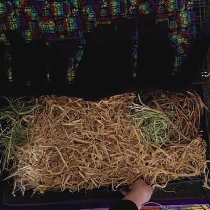 Frightful Fiesta Large 2x1 Fleece Forest | Create a magical space your piggies won’t want to leave