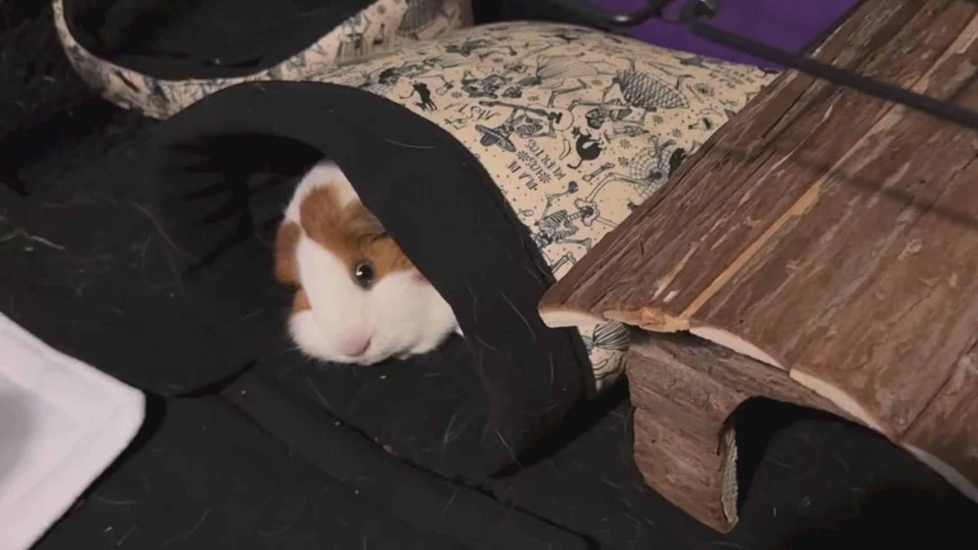 Load video: Lifestyle video of guinea pigs Luna and Poppy exploring the Tombstone Tango fleece bed, snuggle sack, and tunnel in a black-and-white dancing skeleton fabric print.
