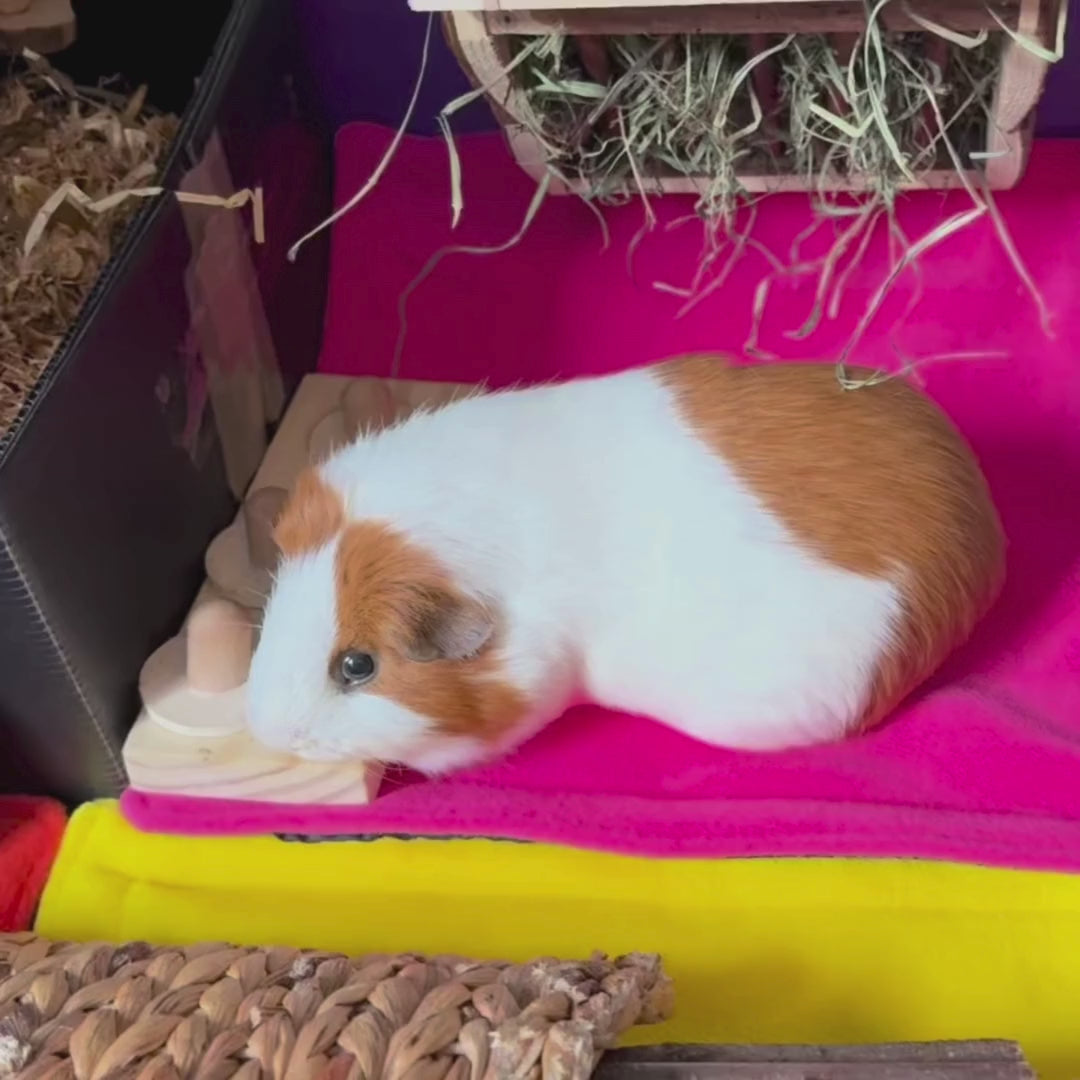 Video of guinea pigs Luna and Poppy popcorning with excitement on colourful Frightful Fiesta fleece pee pads, featuring rainbow sugar skulls and bright patterns.