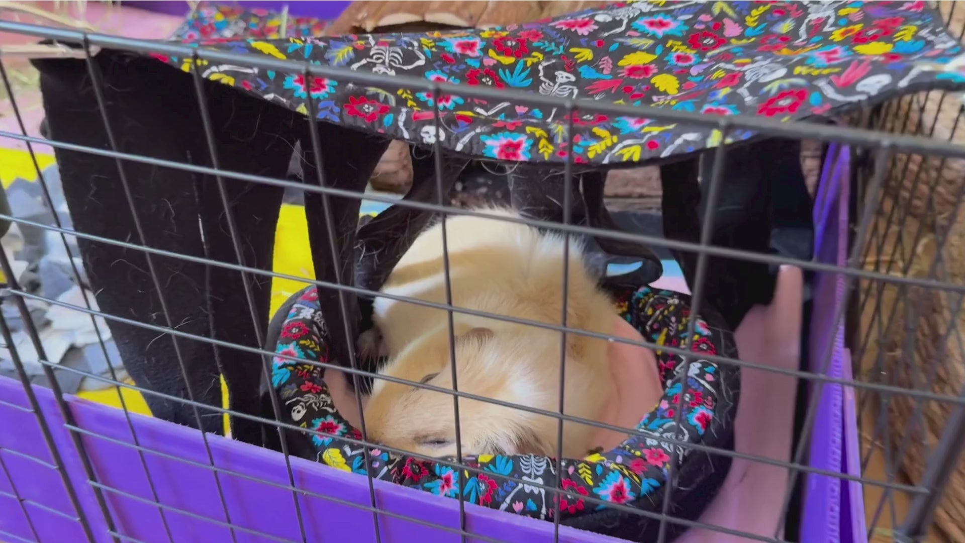 Load video: Lifestyle video of guinea pigs Luna and Poppy exploring the Blooms &amp; Bones fleece bedding set, including a matching bed, snuggle sack, and tunnel in a black fabric with colourful floral skeleton print.
