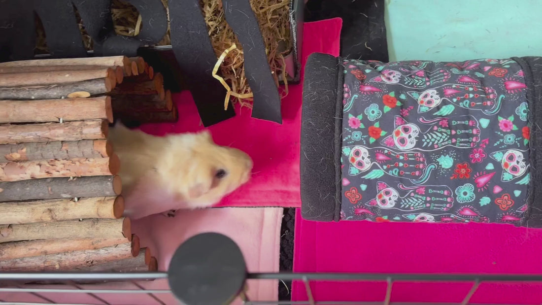 Lifestyle video of guinea pigs Luna and Poppy enjoying the Curious Catrina fleece bed, snuggle sack, and tunnel in a bold sugar skull cat and floral fabric design.