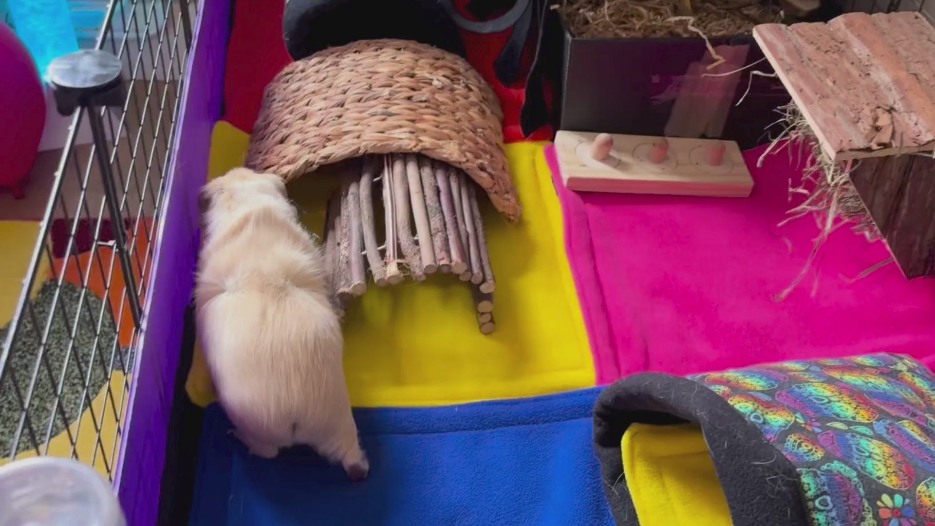 Load video: Lifestyle video of guinea pigs Luna and Poppy playing and lounging in the Frightful Fiesta fleece bed, snuggle sack, and tunnel with a colourful rainbow sugar skull print.