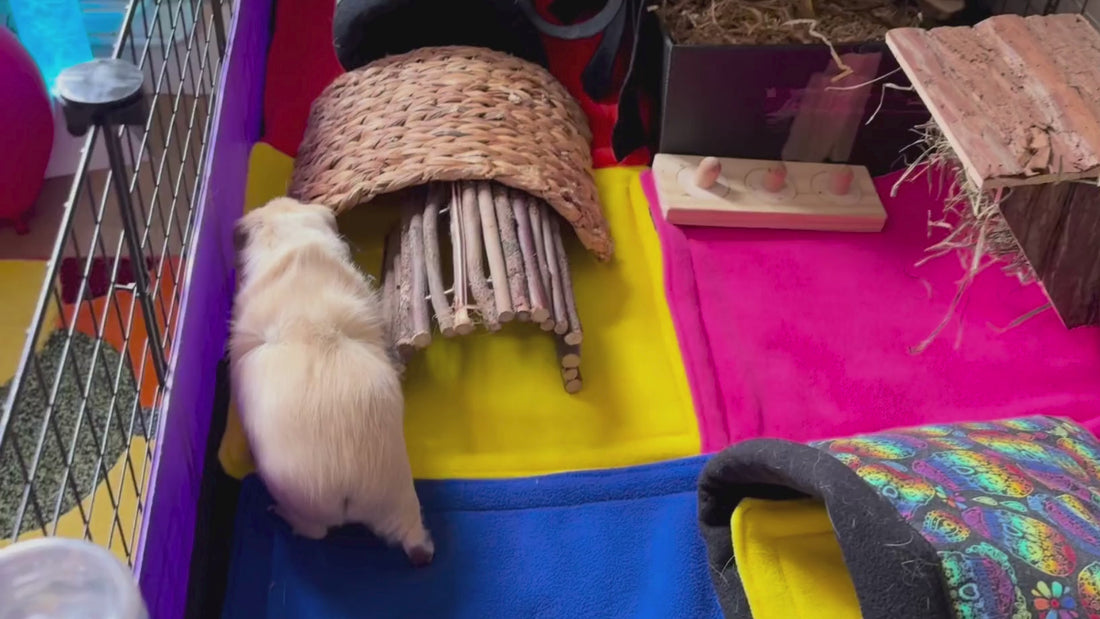 Lifestyle video of guinea pigs Luna and Poppy playing and lounging in the Frightful Fiesta fleece bed, snuggle sack, and tunnel with a colourful rainbow sugar skull print.