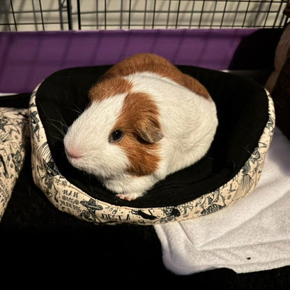 A charming guinea pig lounges in a black-and-white fleece crypt bed, surrounded by plush white bedding and a spooky purple haze.