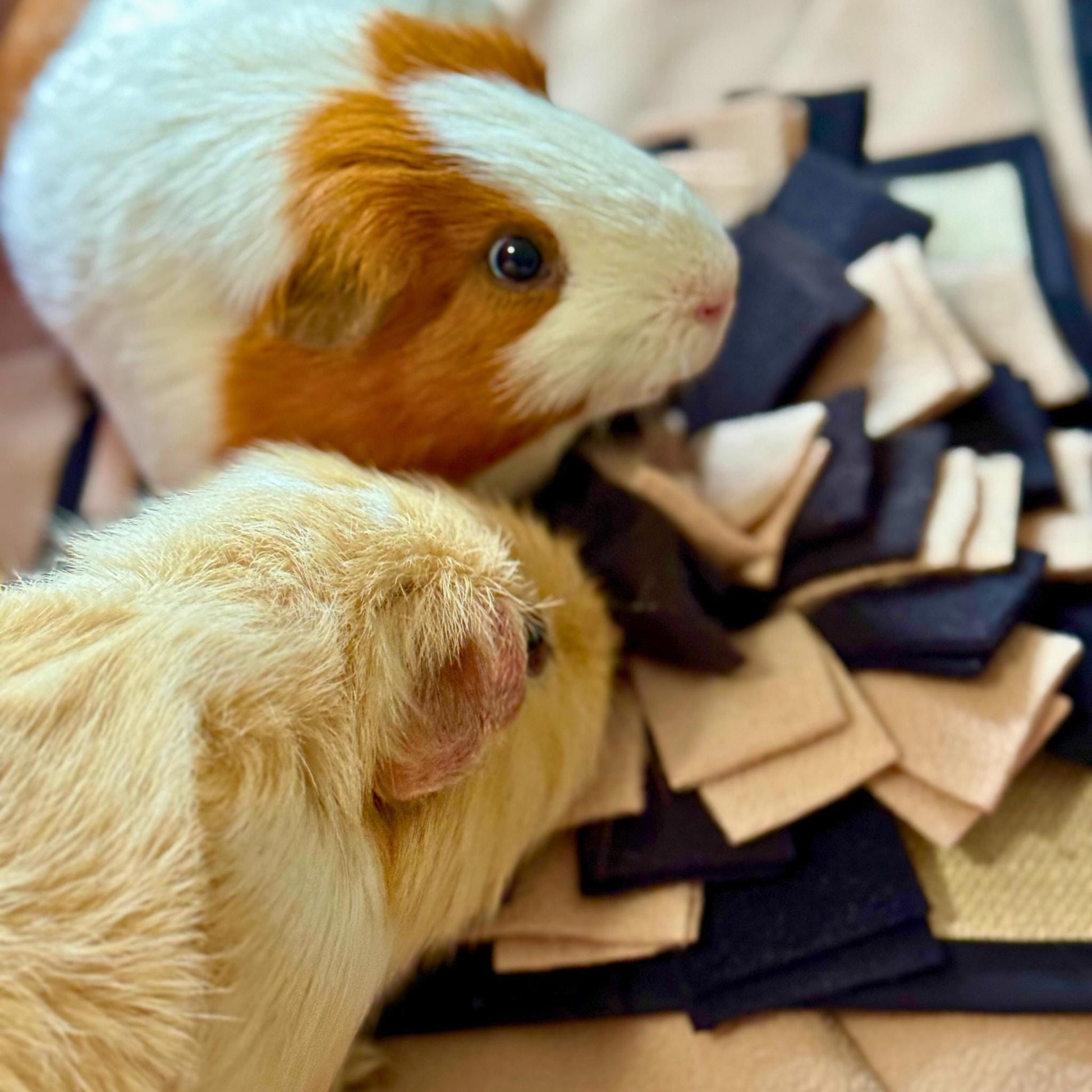 Two whimsical guinea pigs, one ivory-gold and one spectral tan, snuffle amidst plush tombstone fleece strips on a gothic treat quest.
